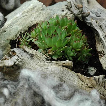 Enzian Appartement *